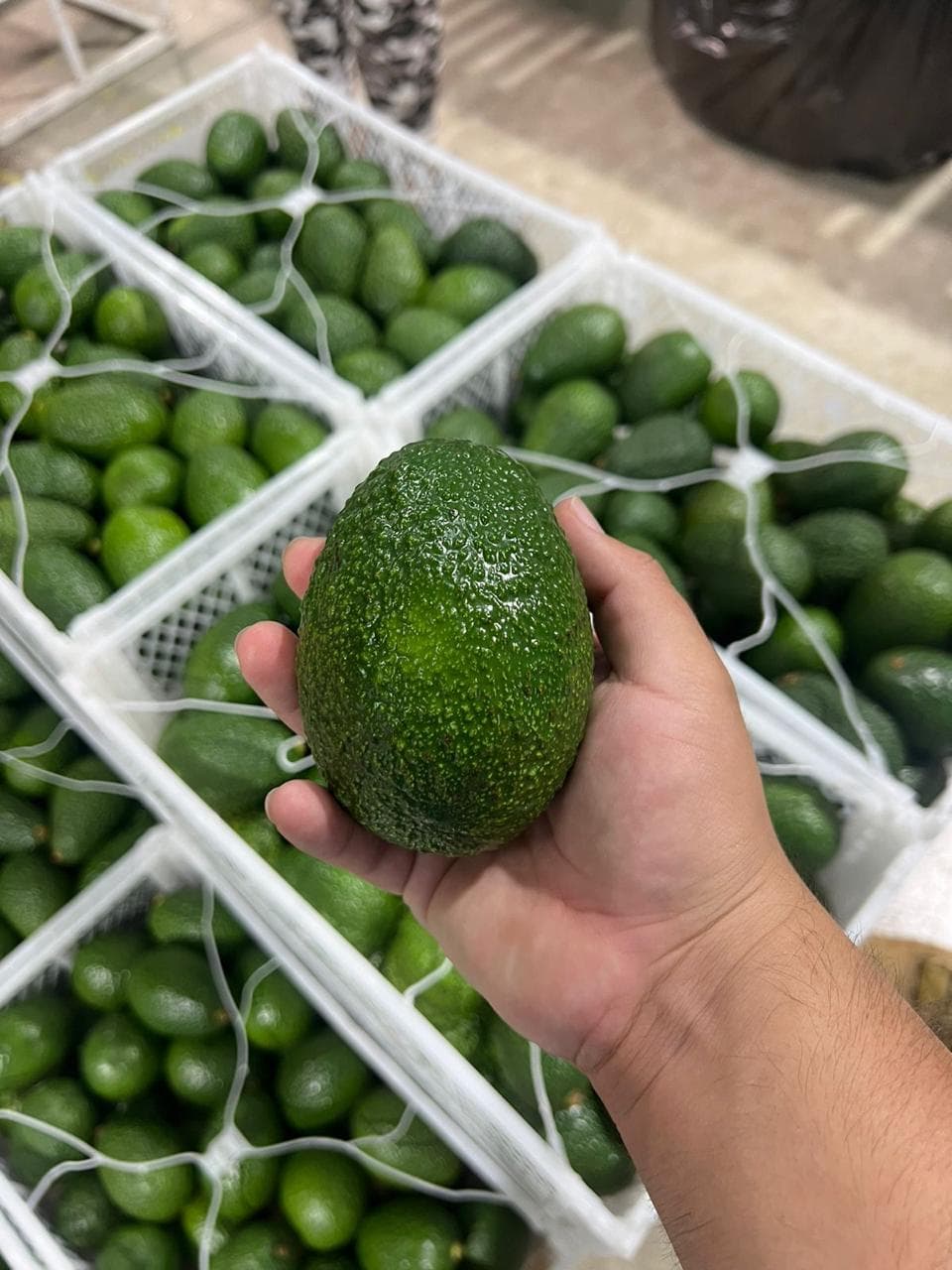 Palta Hass
