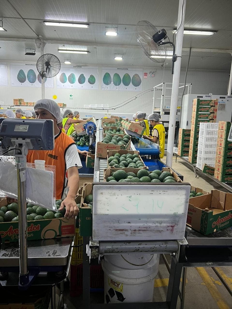 Equipo Selekta en planta agroexportadora